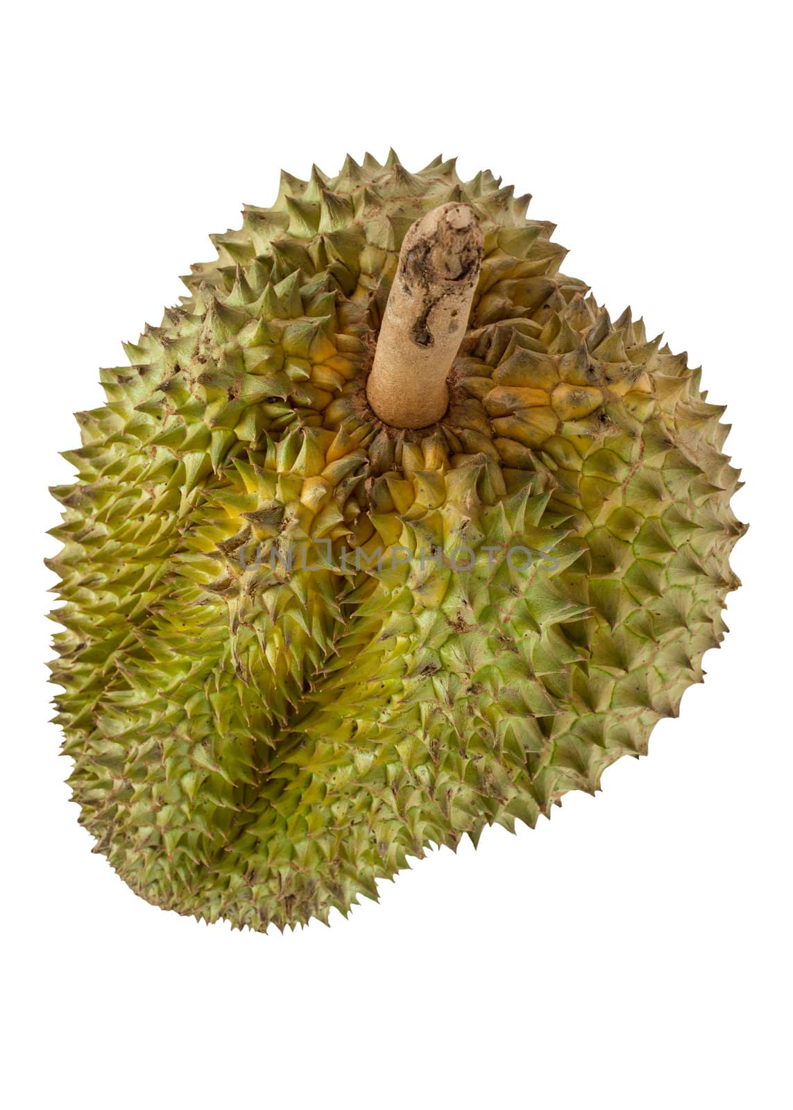 Durian fruits by FrameAngel