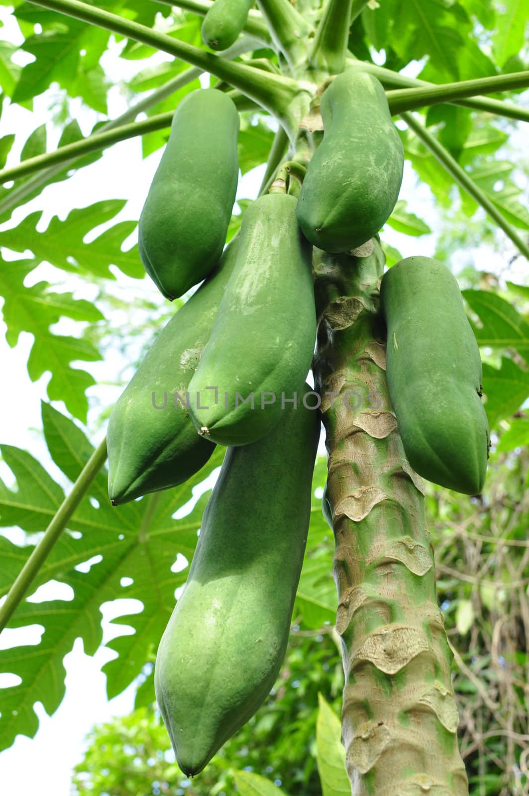 Papaya tree