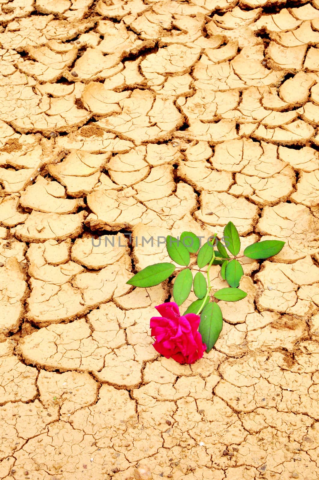 Red rose on cracked ground