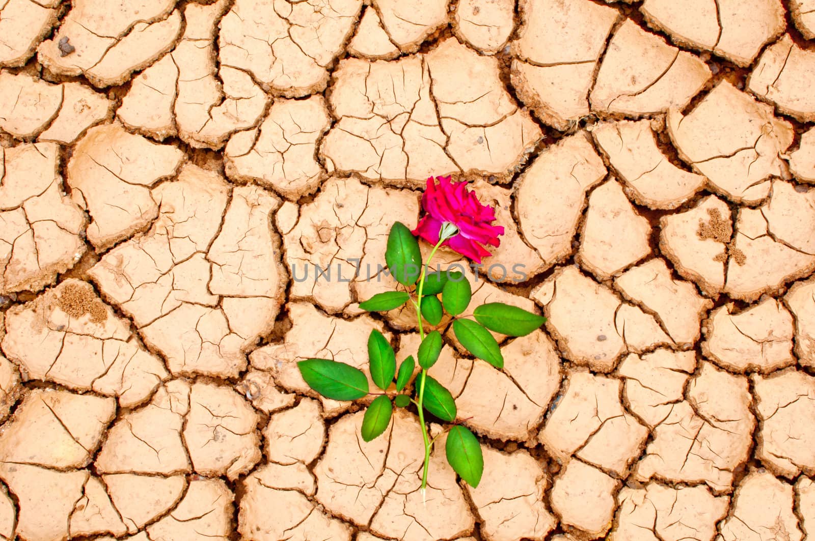 Red rose on cracked ground