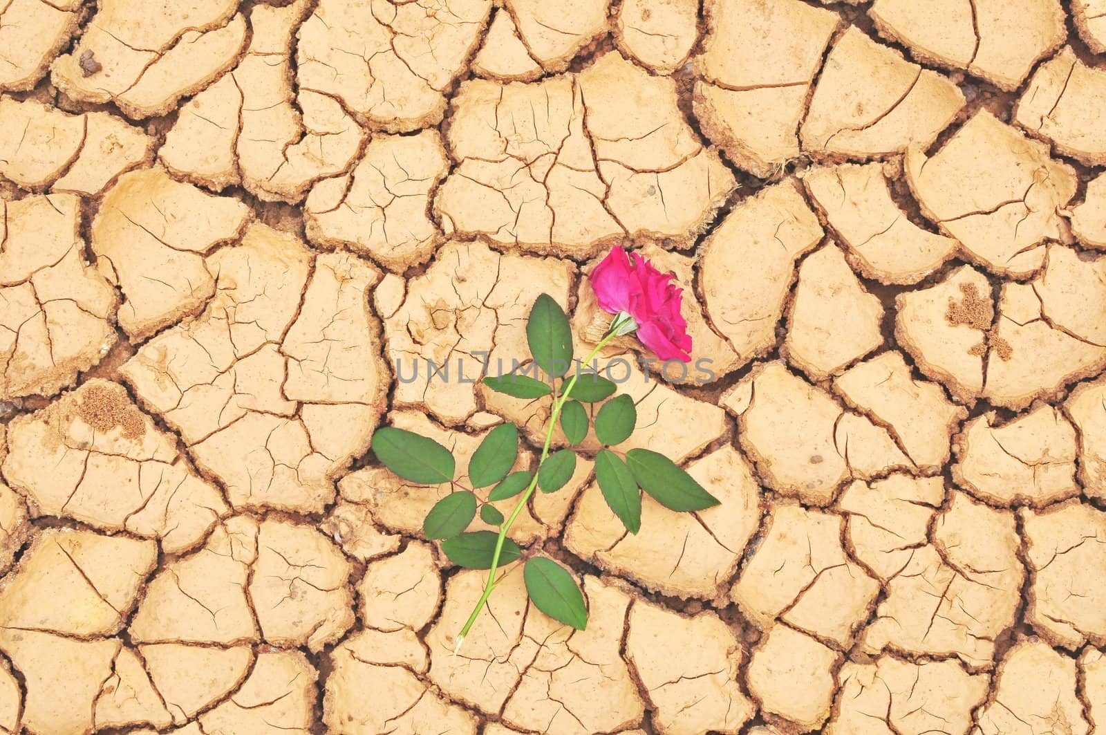 Red rose on cracked ground 