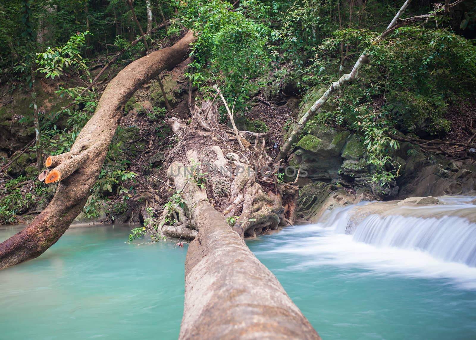 Tree falling down, across waterfall
