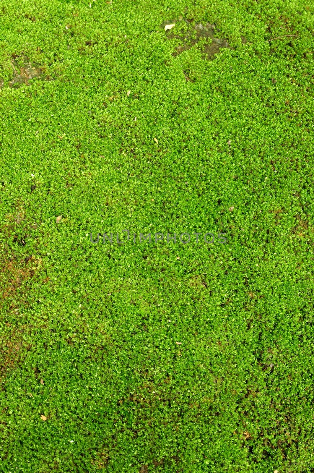 Fresh Green natural moss background