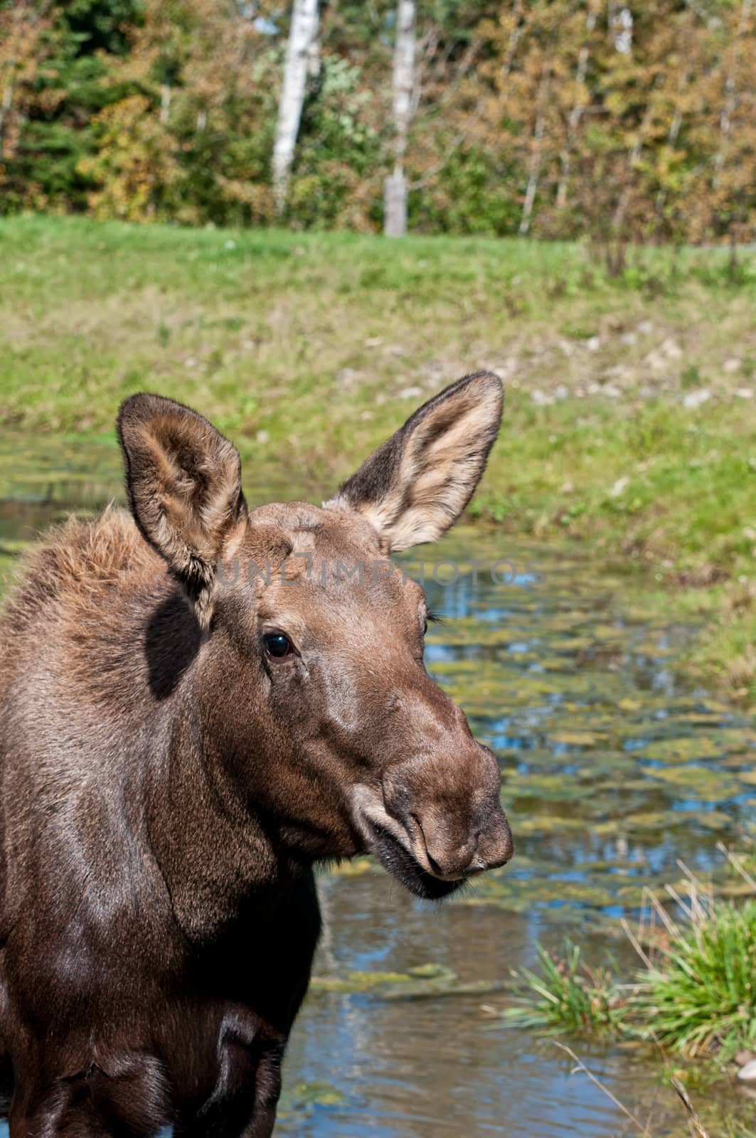 Moose calf on a sunny day close up shot of the head