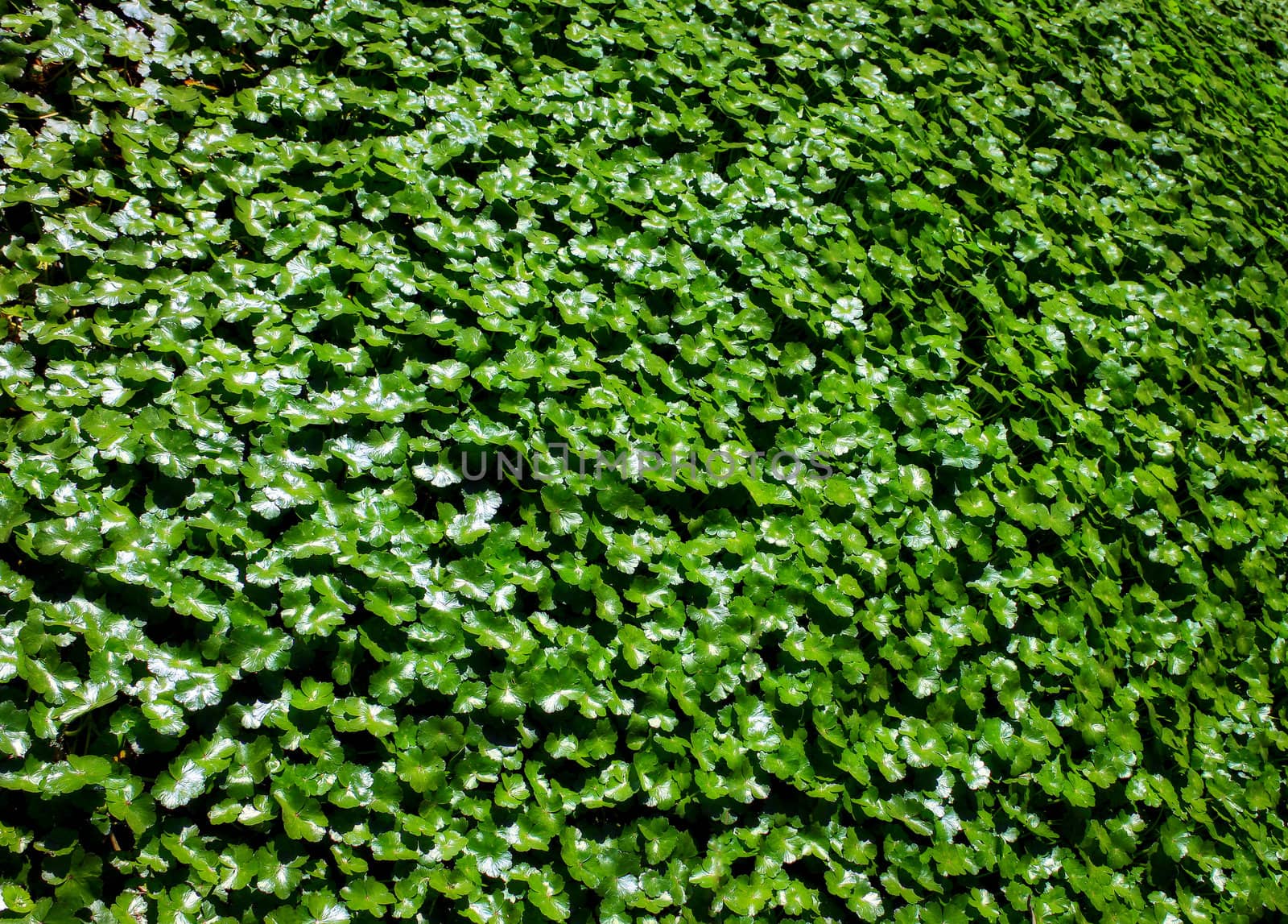 English Garden Ivy Wall Backdrop