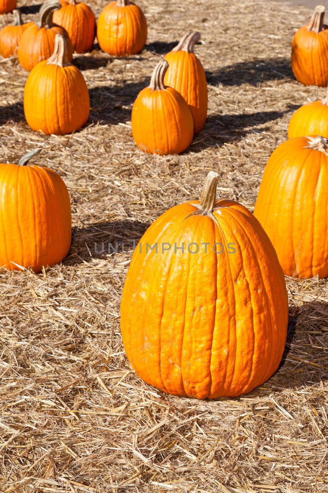 In the United States, the carved pumpkin was first associated with the harvest season in general, long before it became an emblem of Halloween.