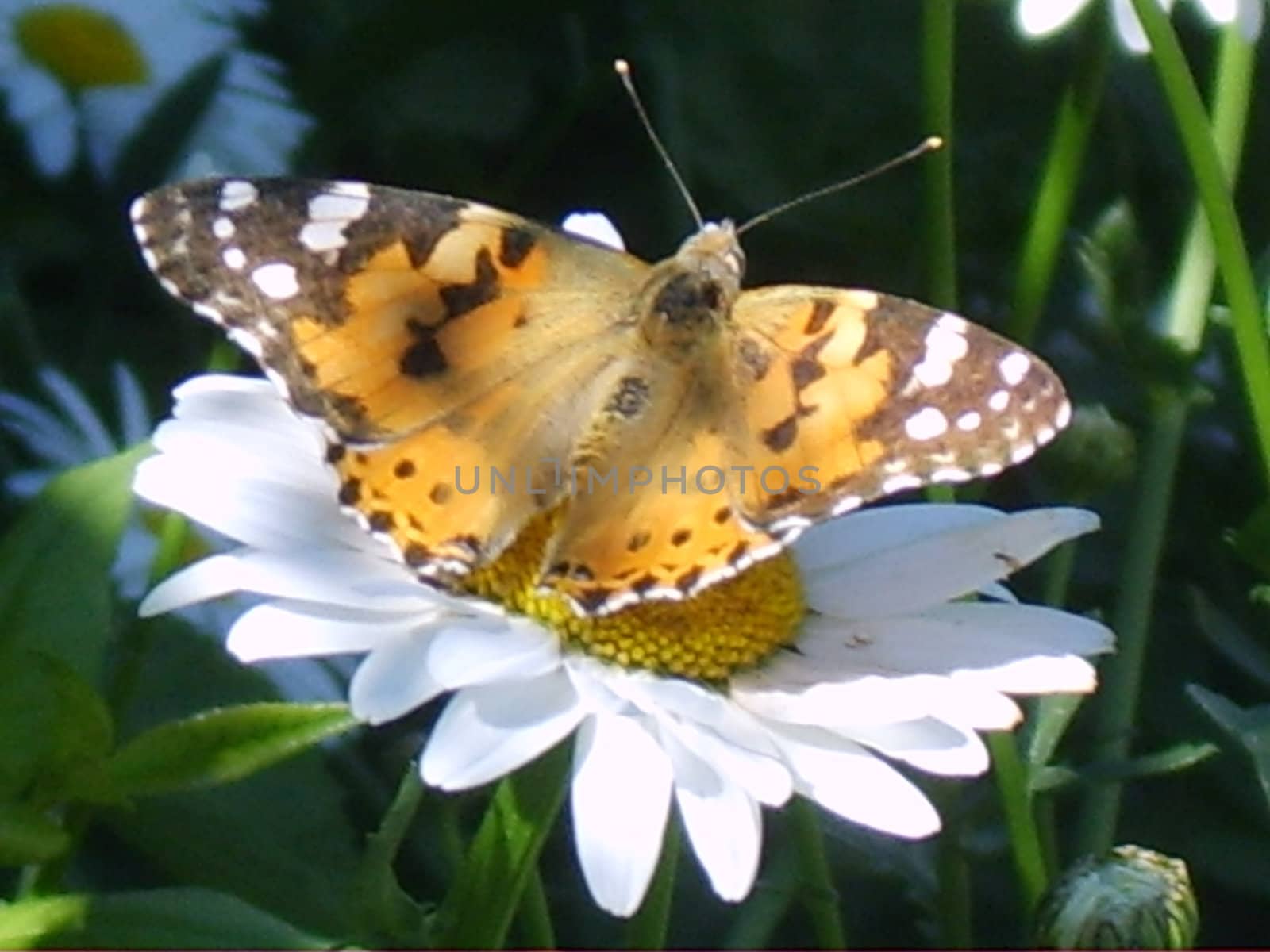 Chameleon butterfly on a white camomile close-up