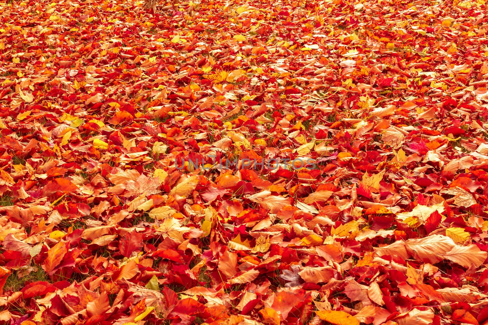 Fall orange and red autumn leaves on ground by artush