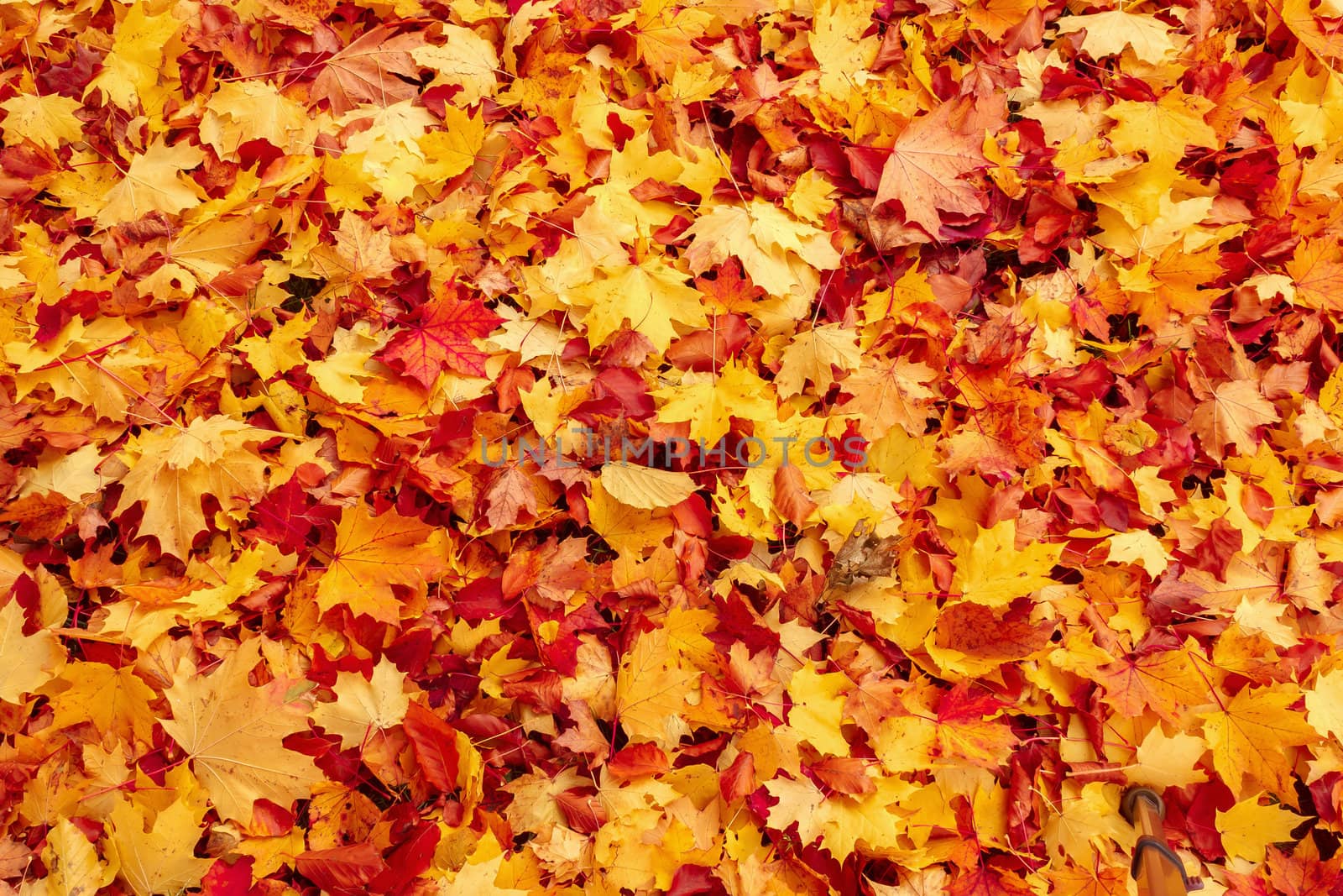 Fall orange and red autumn leaves on ground for background or backdrop