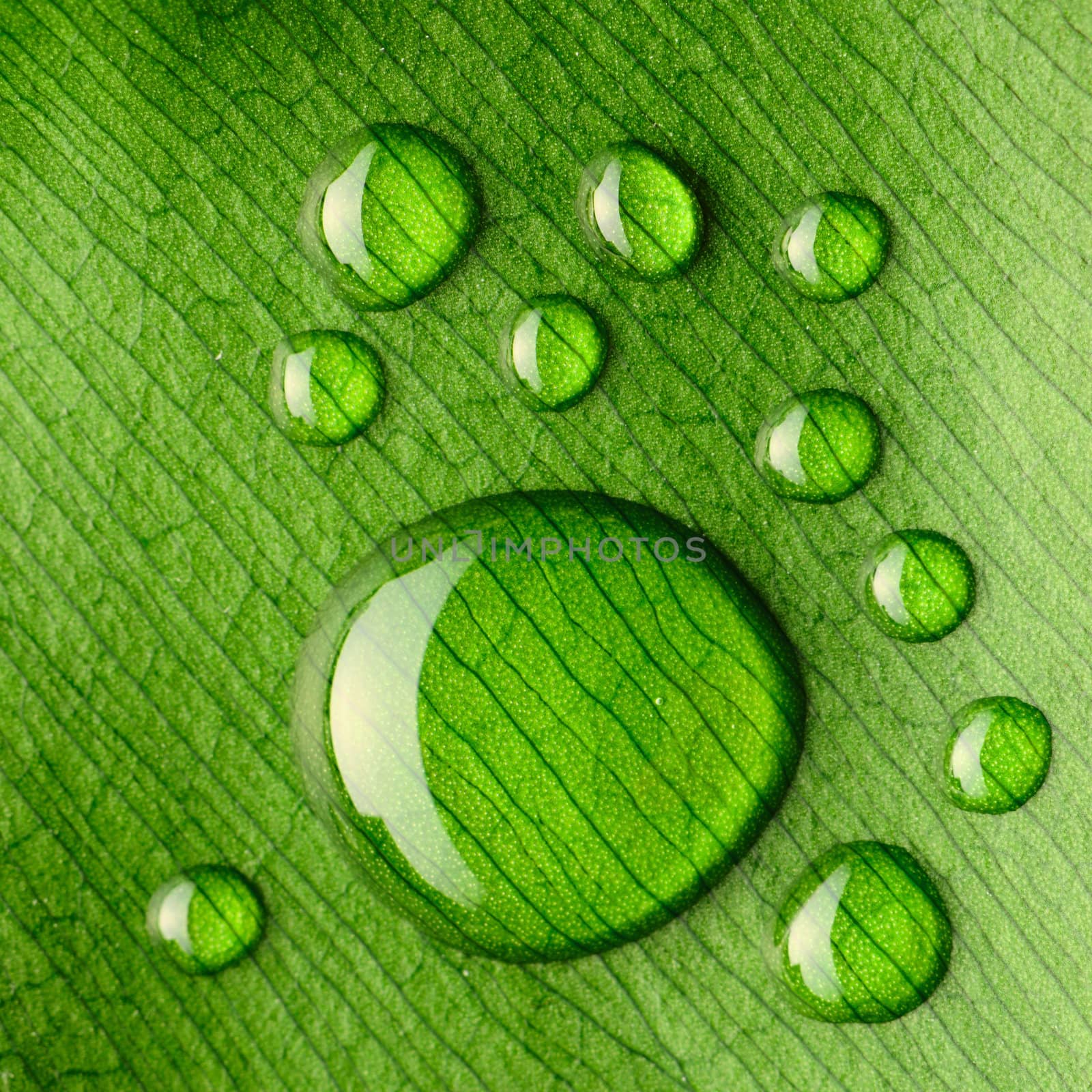 Beautiful water drops on a leaf close-up