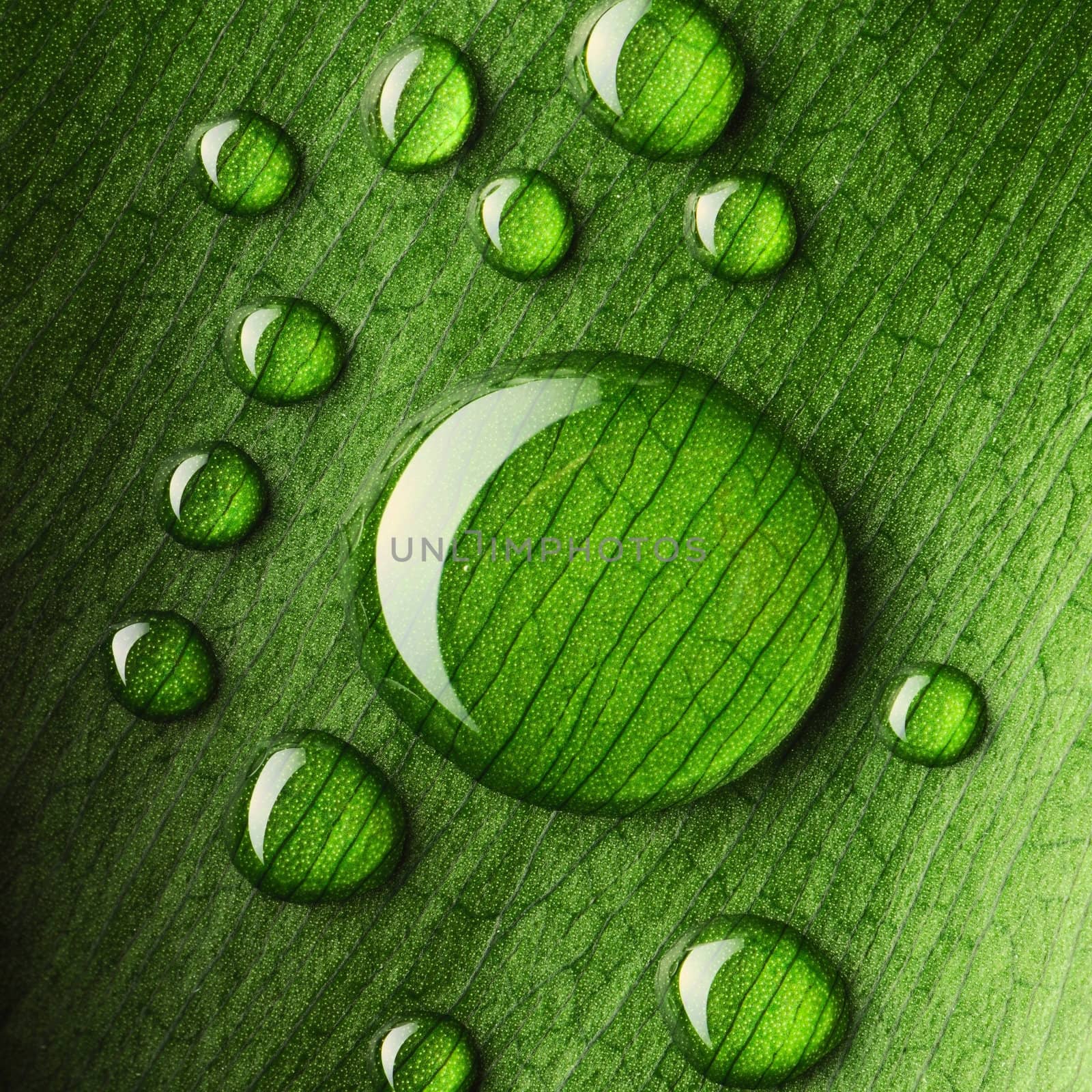 Water drops on leaf by haveseen