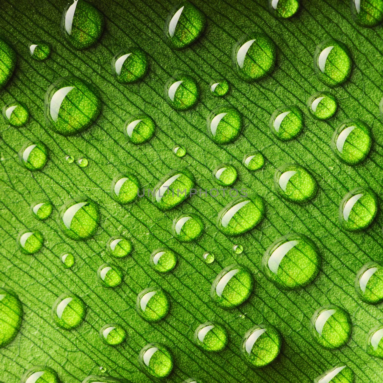 Water drops on leaf by haveseen