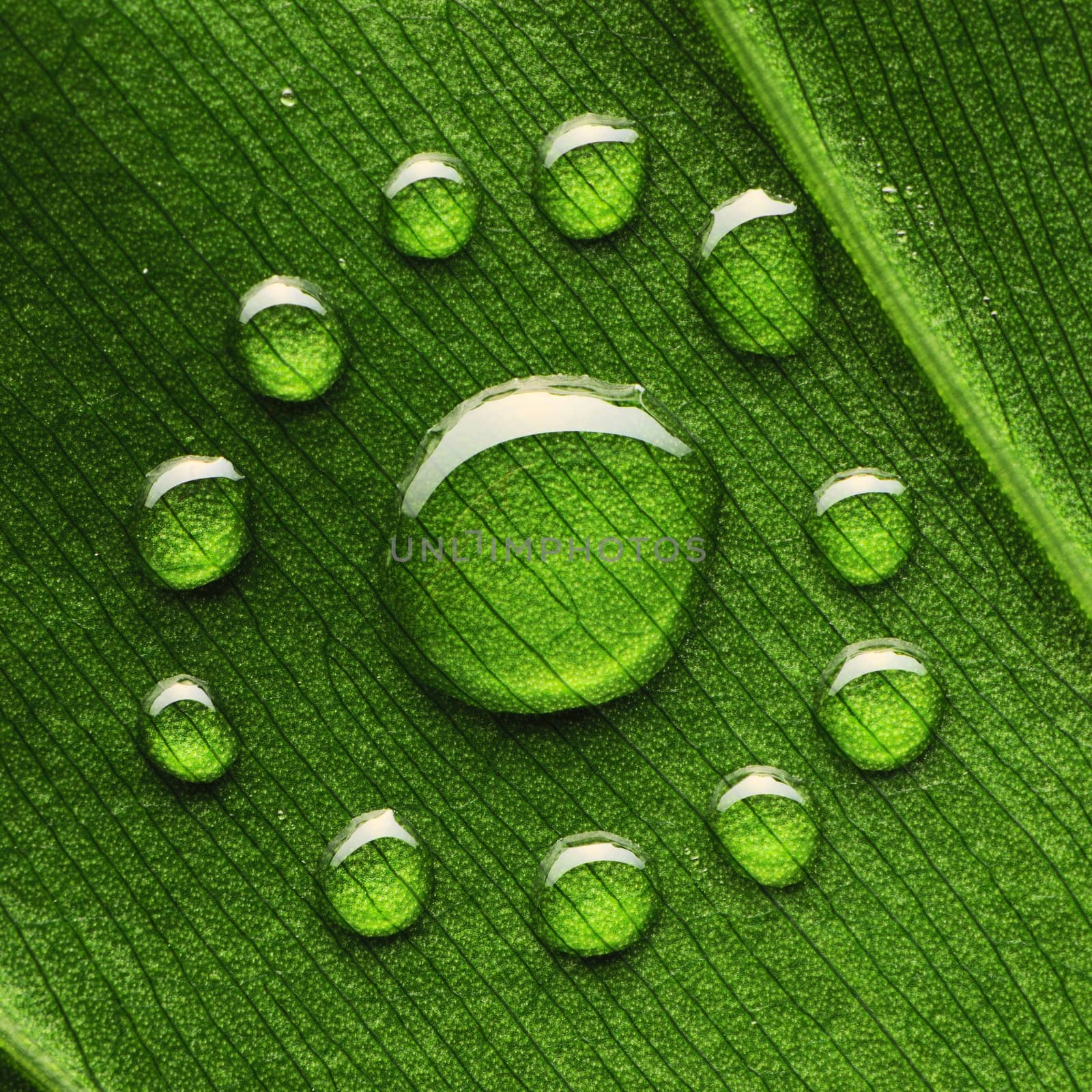 Beautiful water drops on a leaf close-up