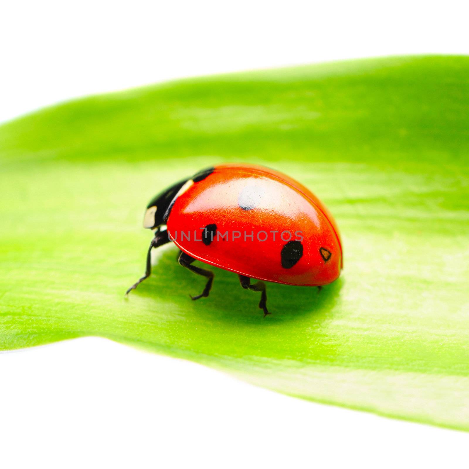 Ladybug on a leaf over white