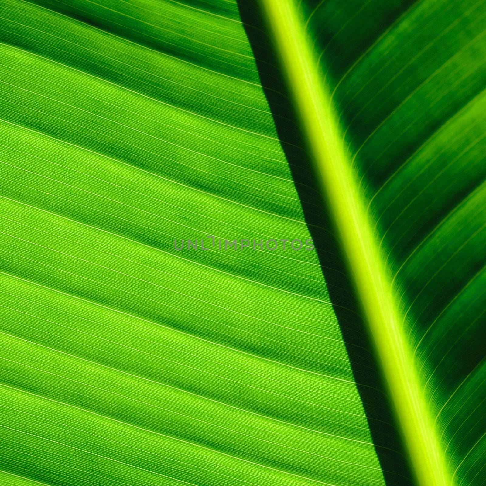 Palm tree leaf background by haveseen