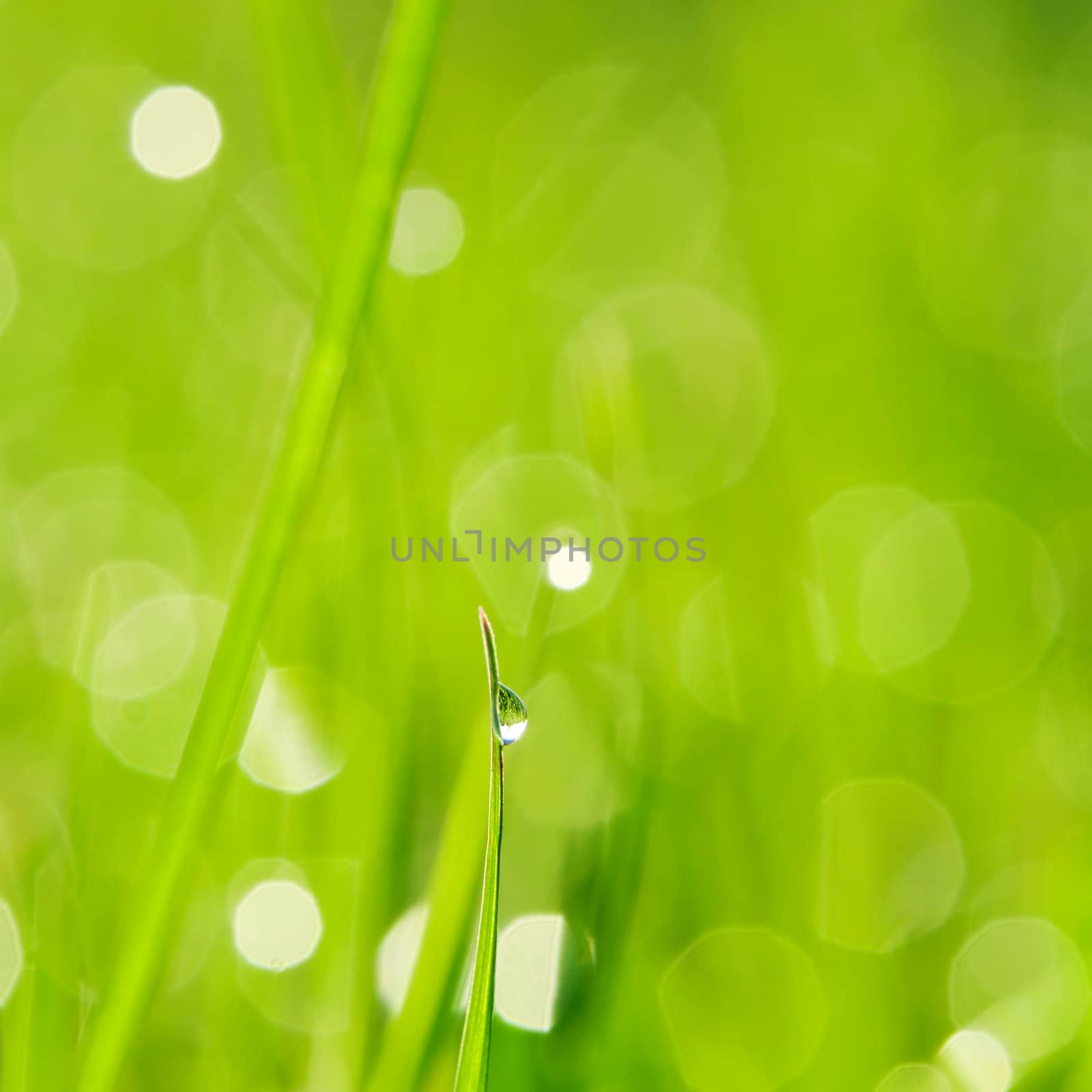 Morning grass with dew drops