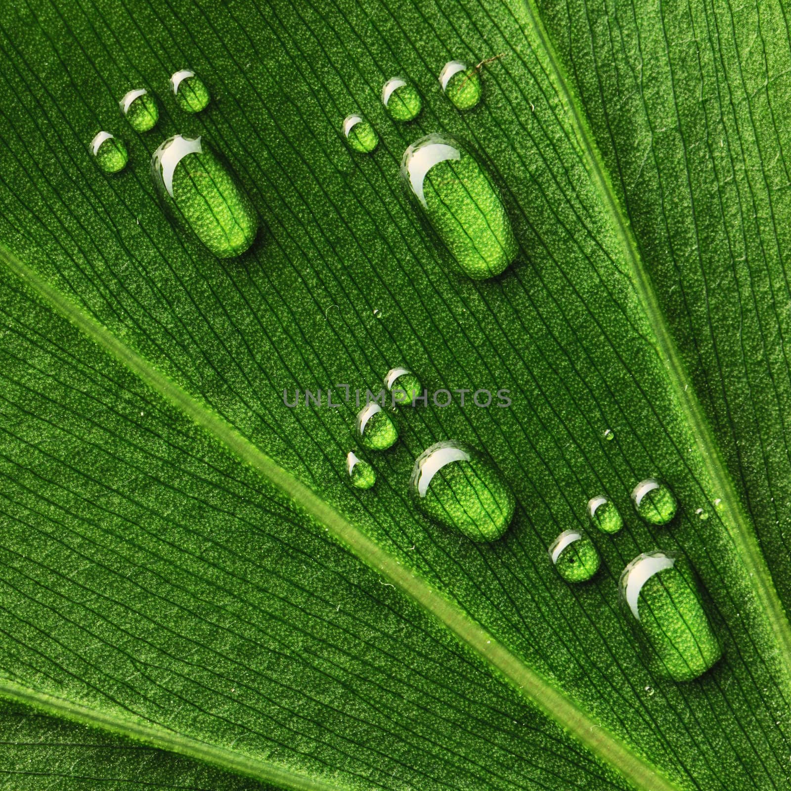 Water footprints on leaf by haveseen