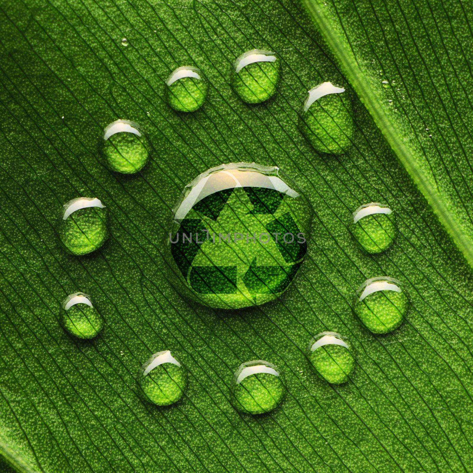 Beautiful water drops on a leaf close-up and recycle logo