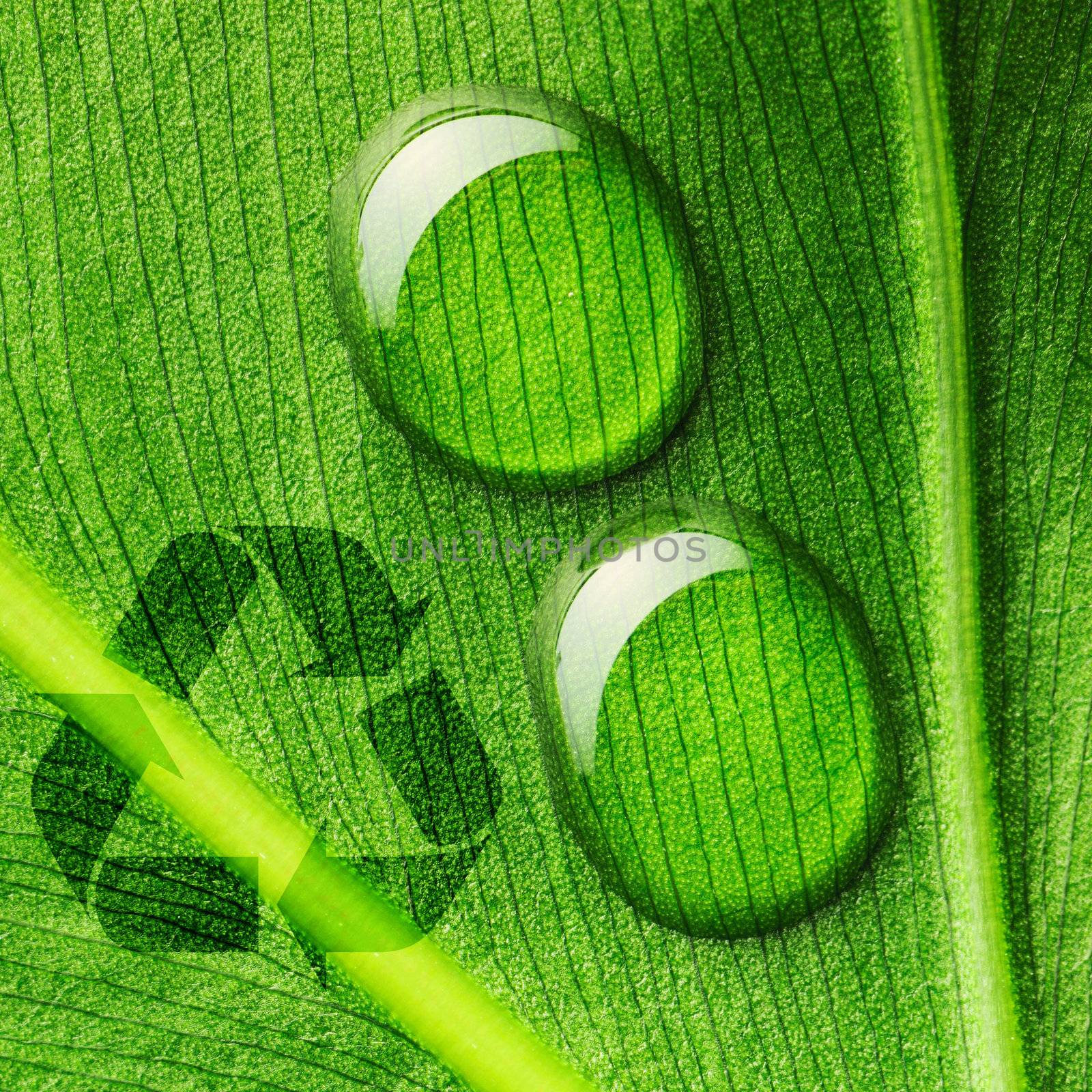 Beautiful water drops on a leaf close-up and recycle logo