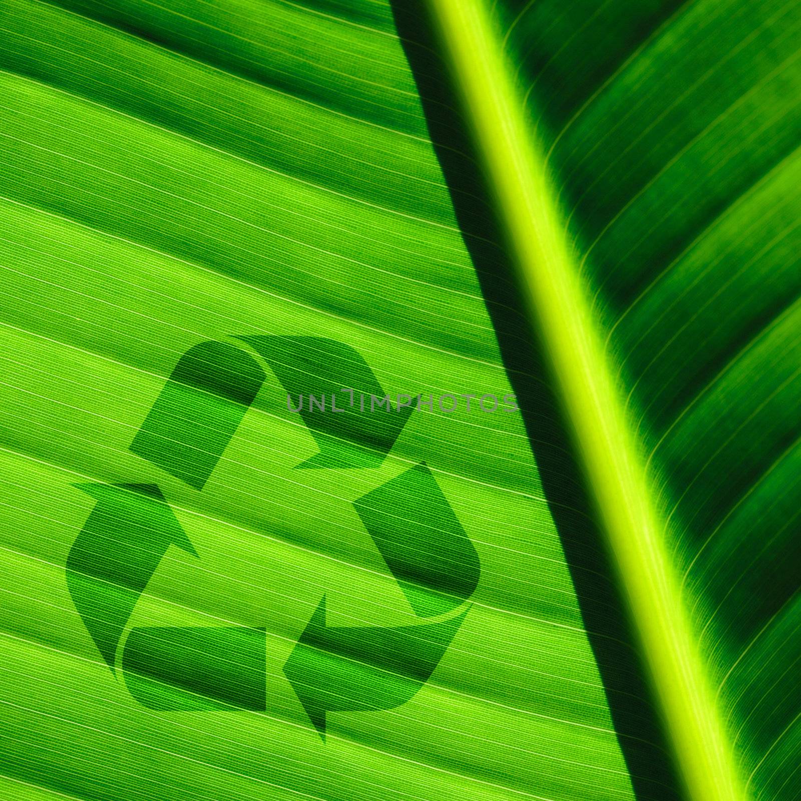 Palm tree leaf background and recycle logo by haveseen