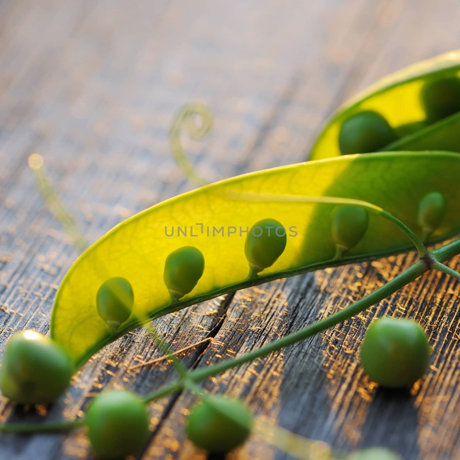 Fresh green peas pods on a wooden table