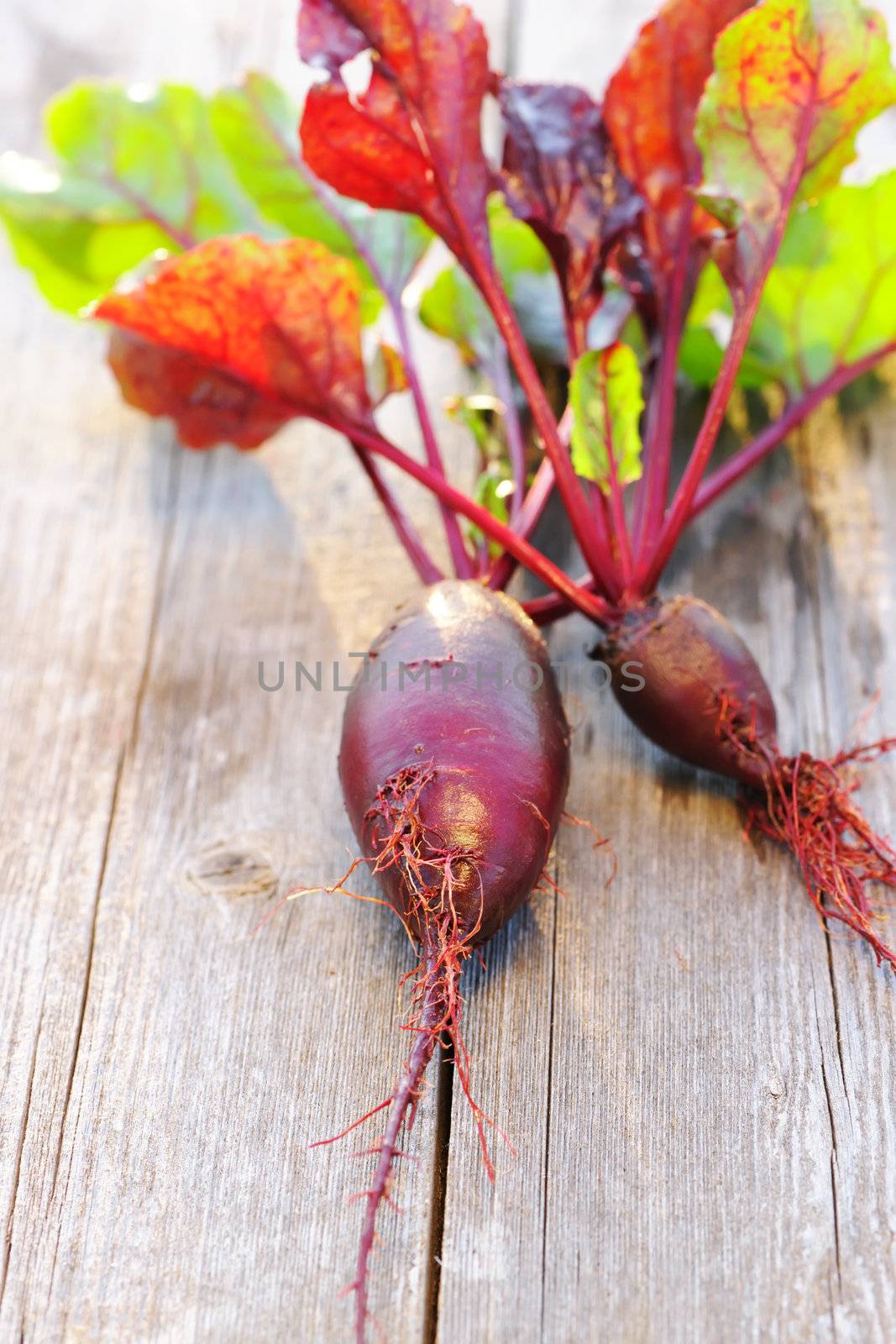 Beetroot with leafs on wooden table
