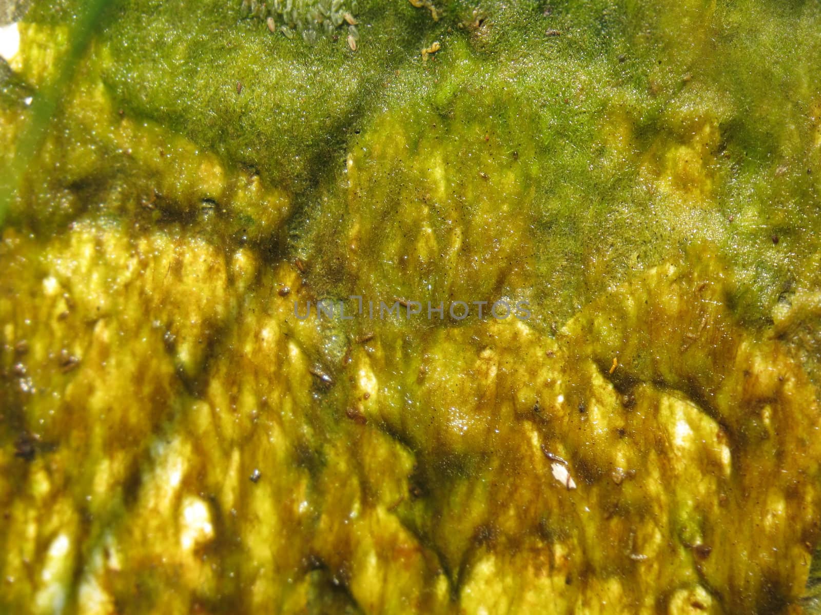 A background with an abstract design of moss in the river.                               