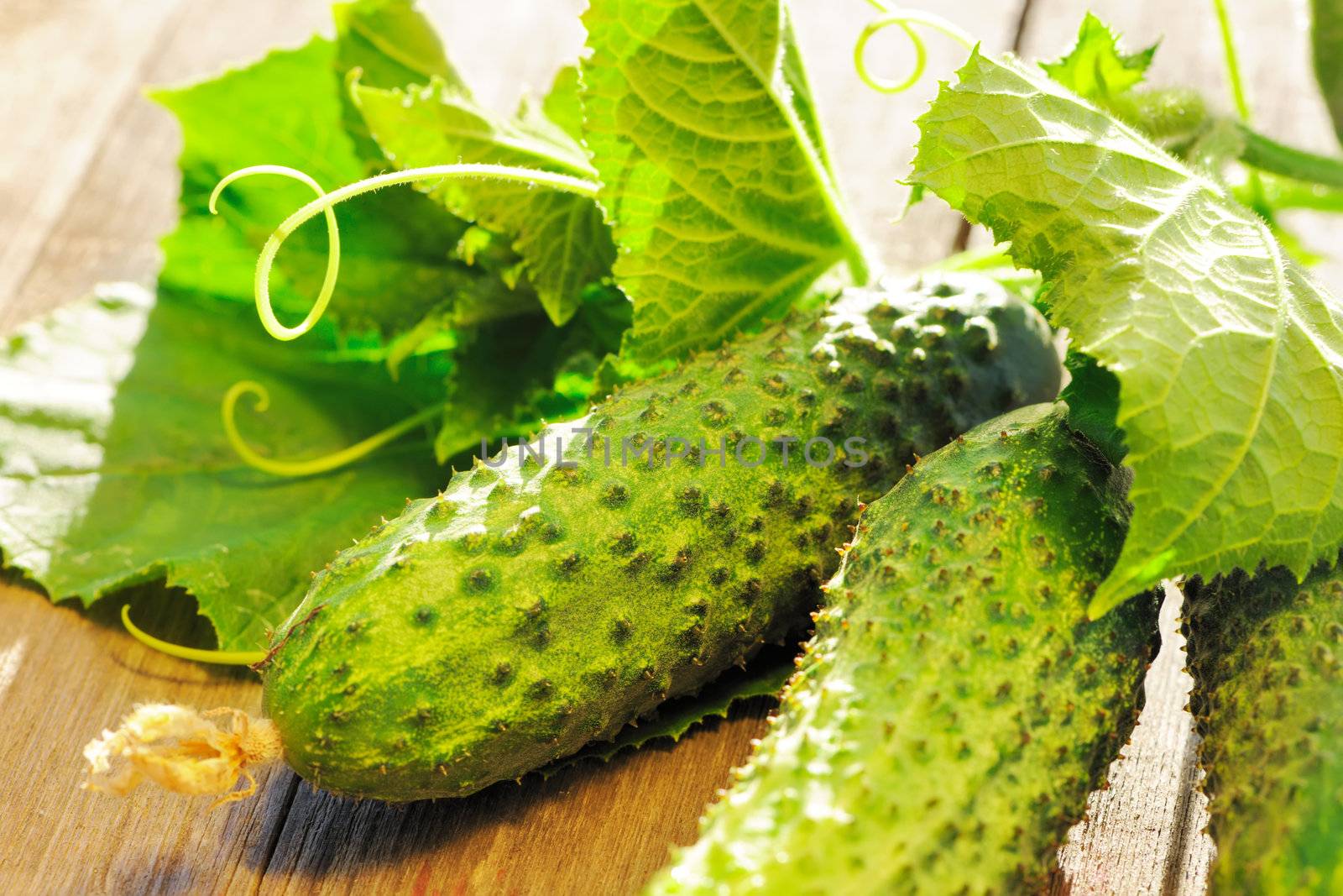 Cucumber with leafs on wooden table