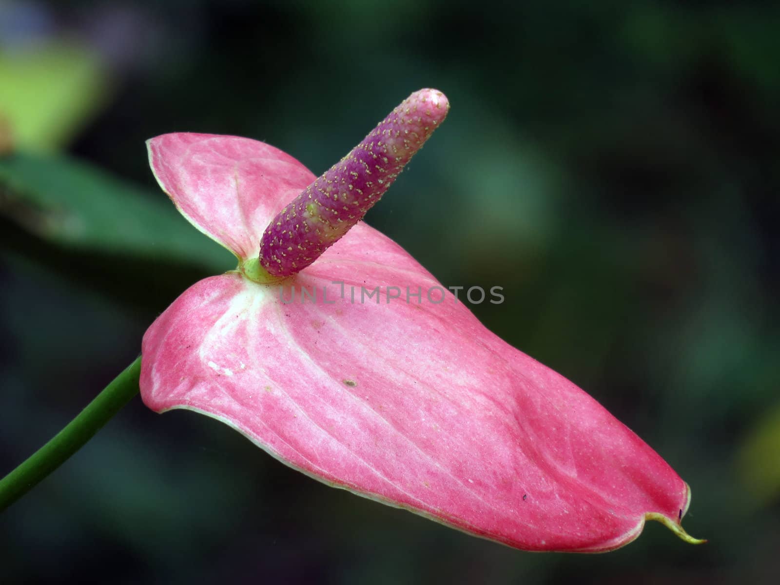 An exotic pink tropical flower with the shape of a leaf.                               