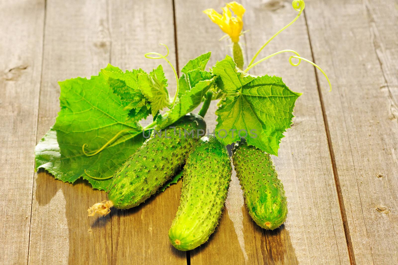 Cucumber with leafs on wooden table