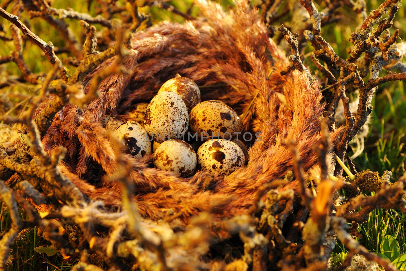 Bird nest with eggs in grass