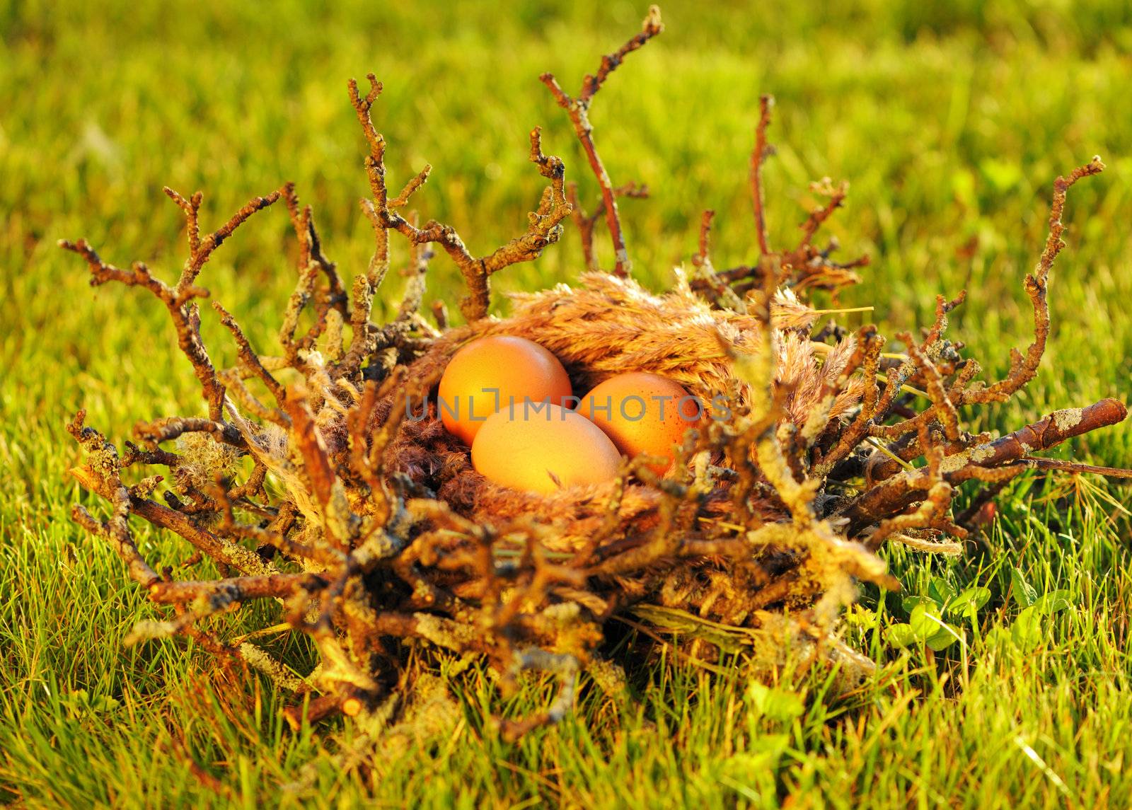 Bird nest with eggs in grass
