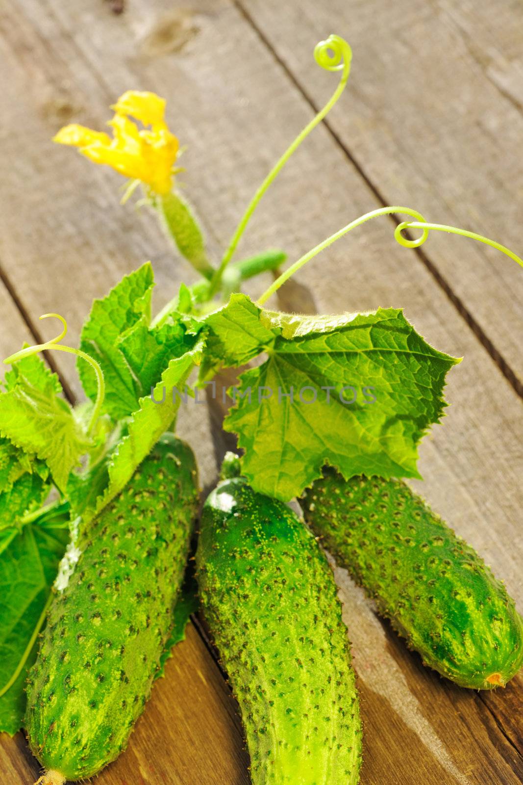 Cucumber on wooden table by haveseen