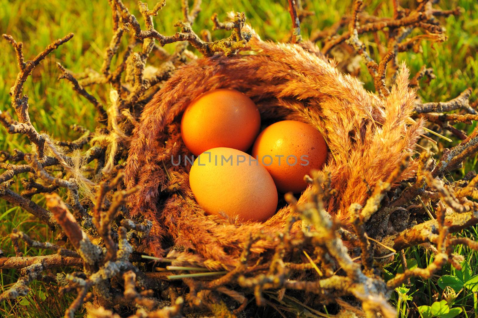 Bird nest with eggs in grass