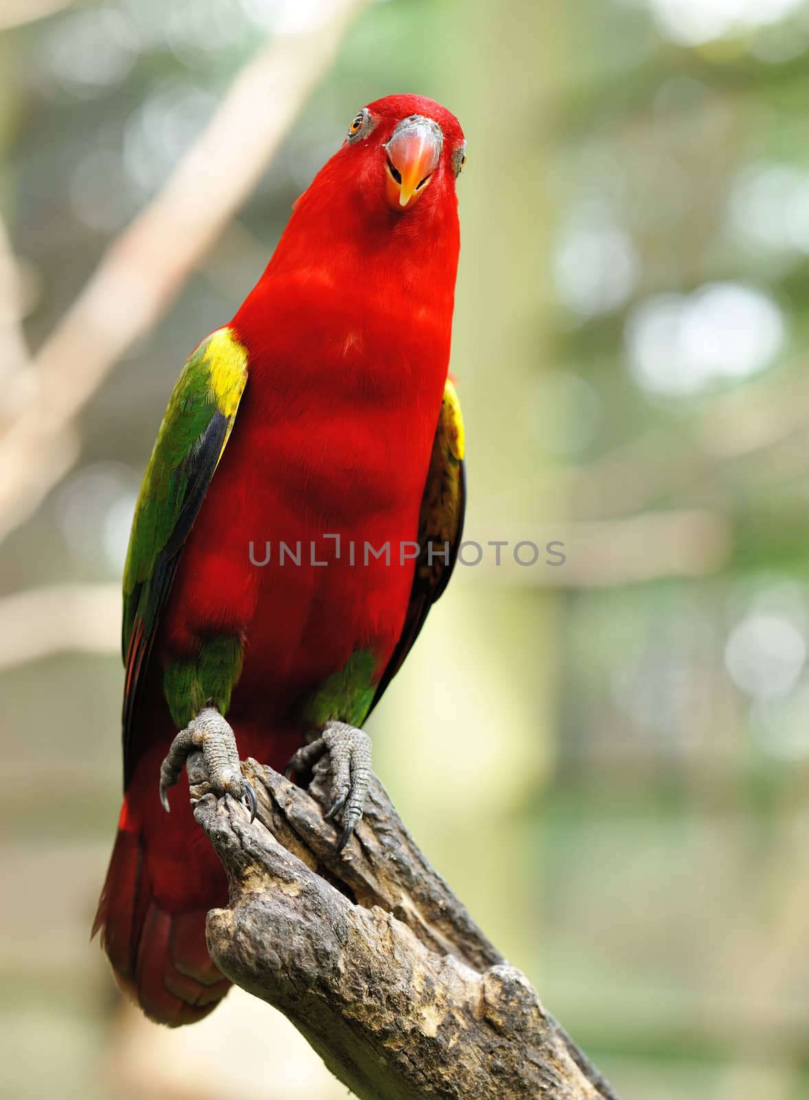 Beautiful red parrot bird close up