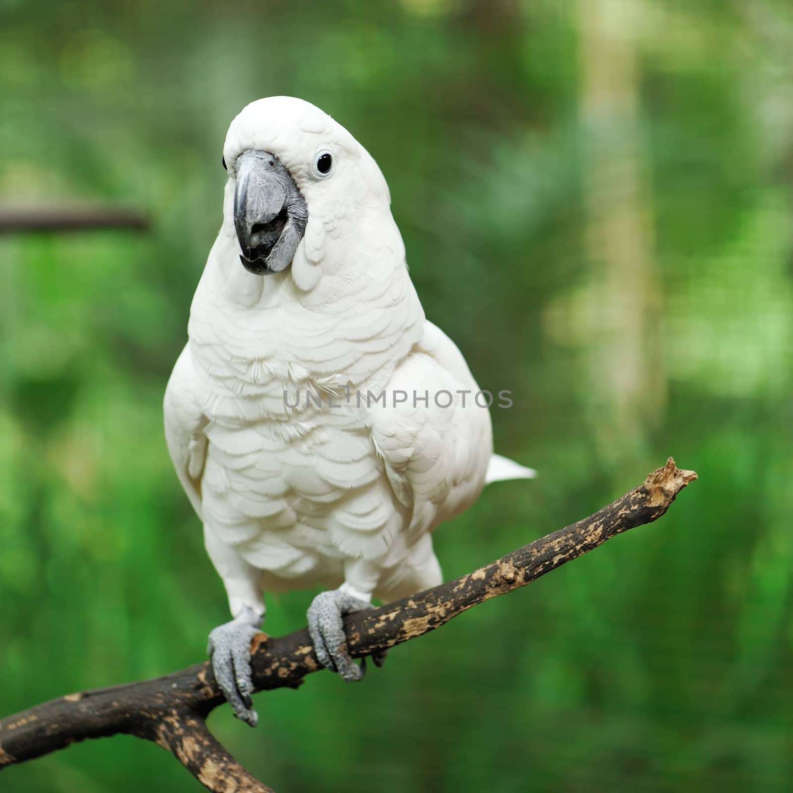 Beautiful white cockatoo parrot bird