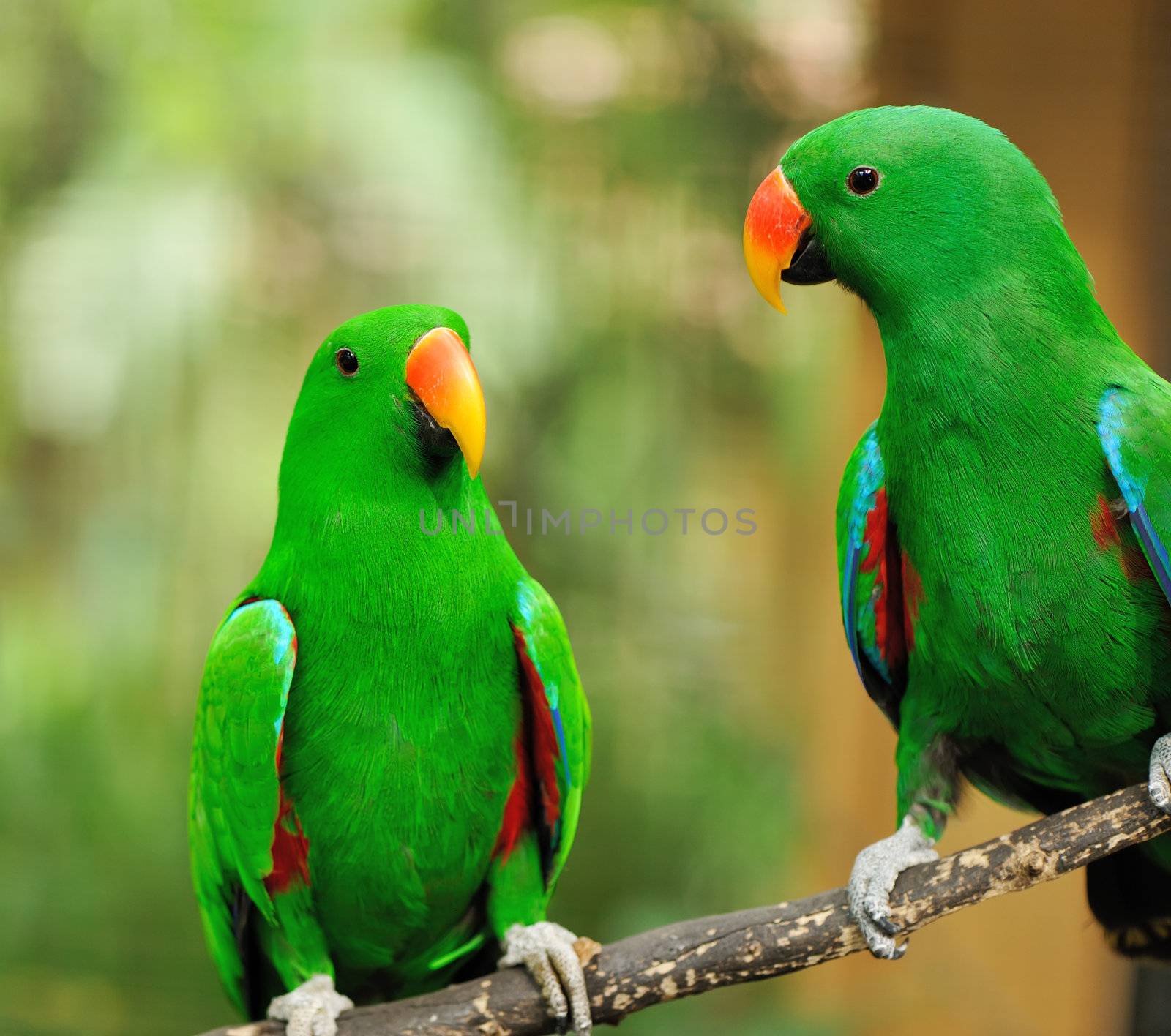 Beautiful couple of green eclectus parrots