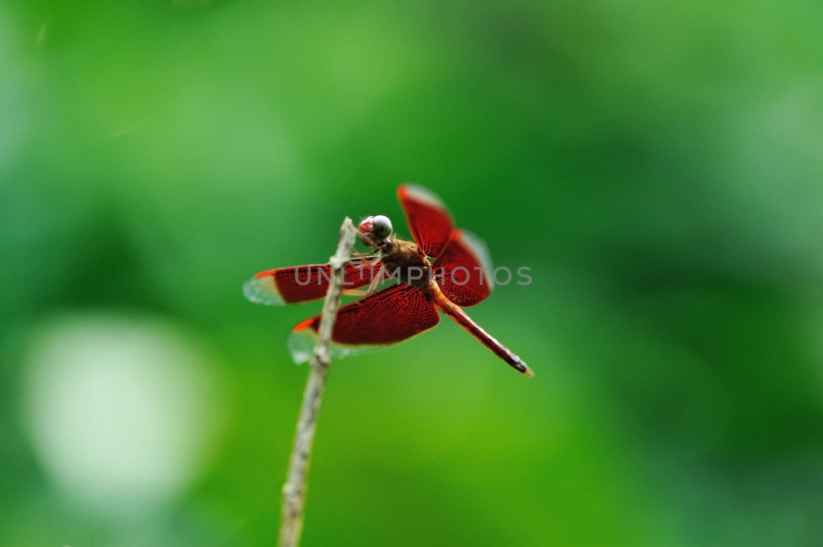 Dragonfly on a stick close up