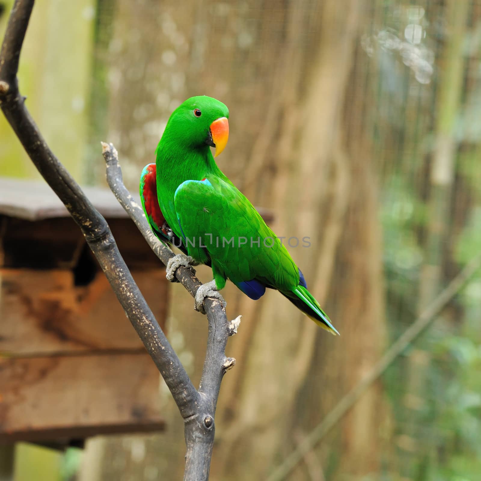 Beautiful green eclectus parrot bird