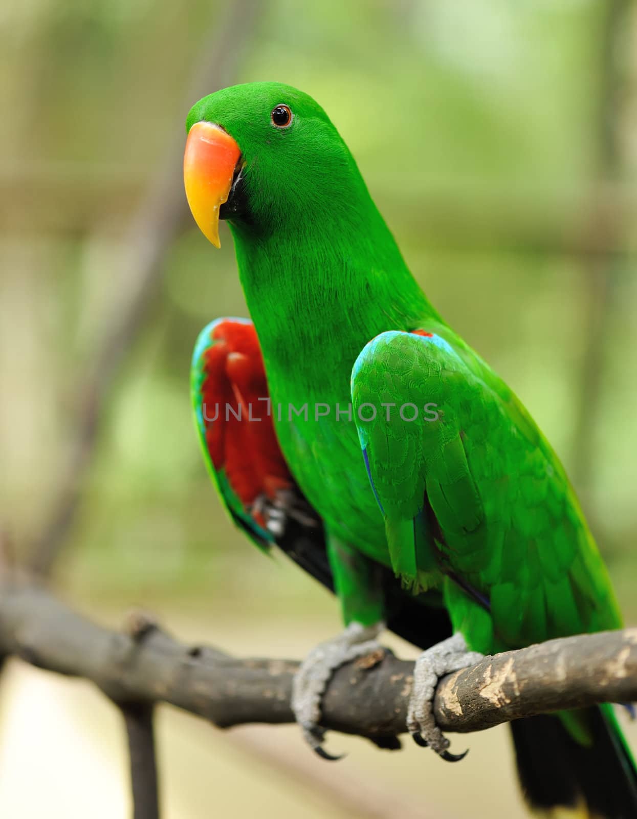 Beautiful green eclectus parrot bird