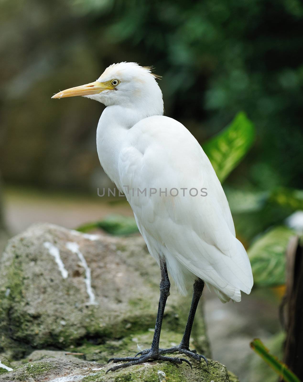 Stork bird close up