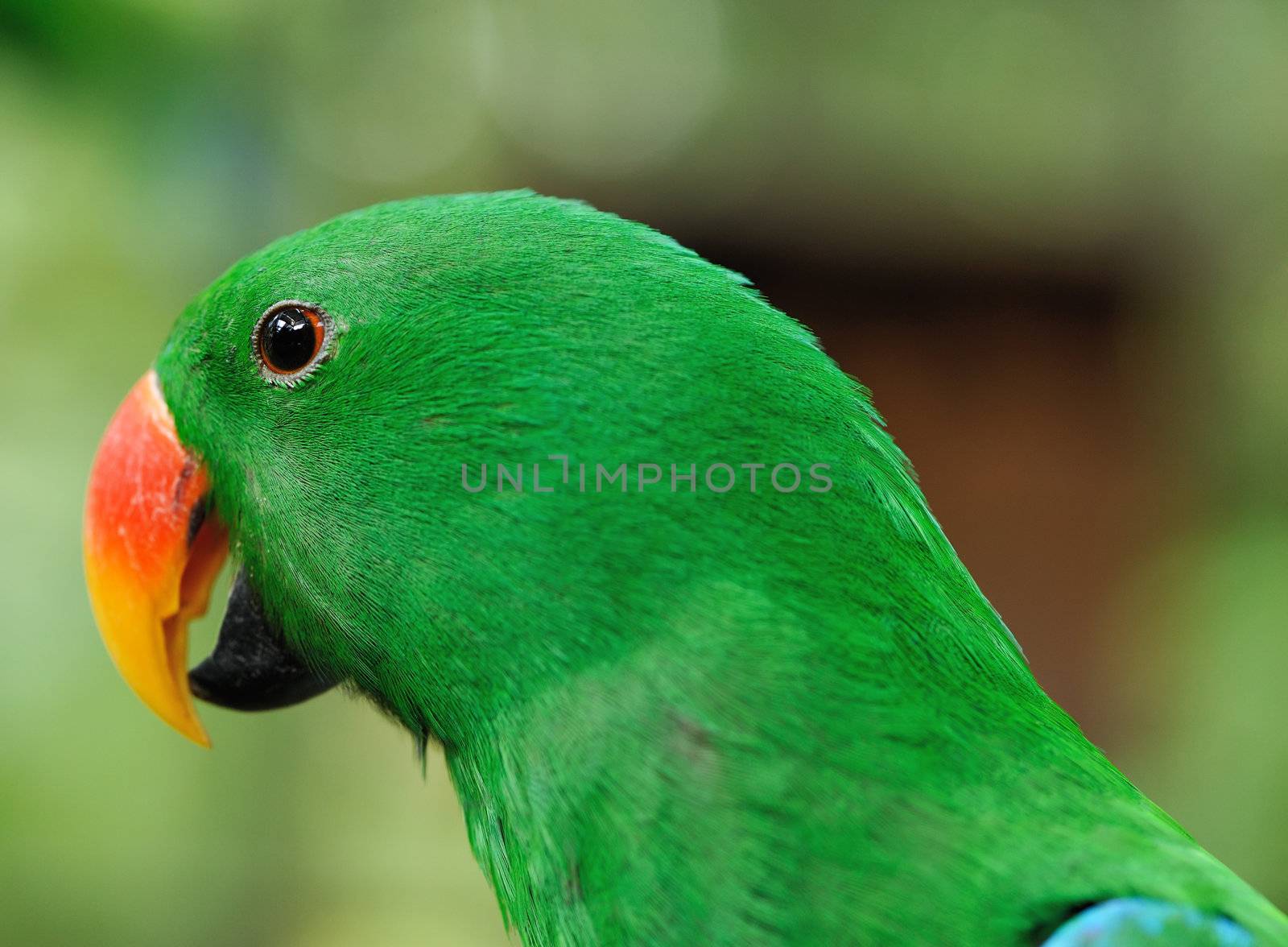Beautiful green eclectus parrot bird