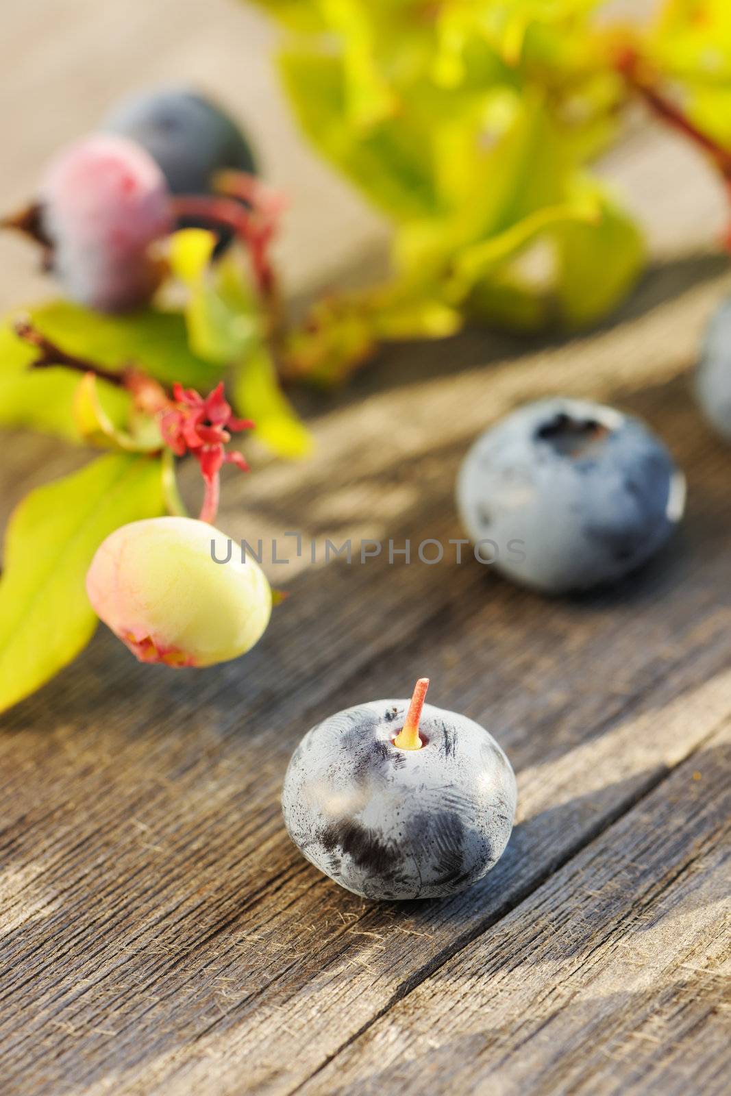 Blueberry on wooden table by haveseen