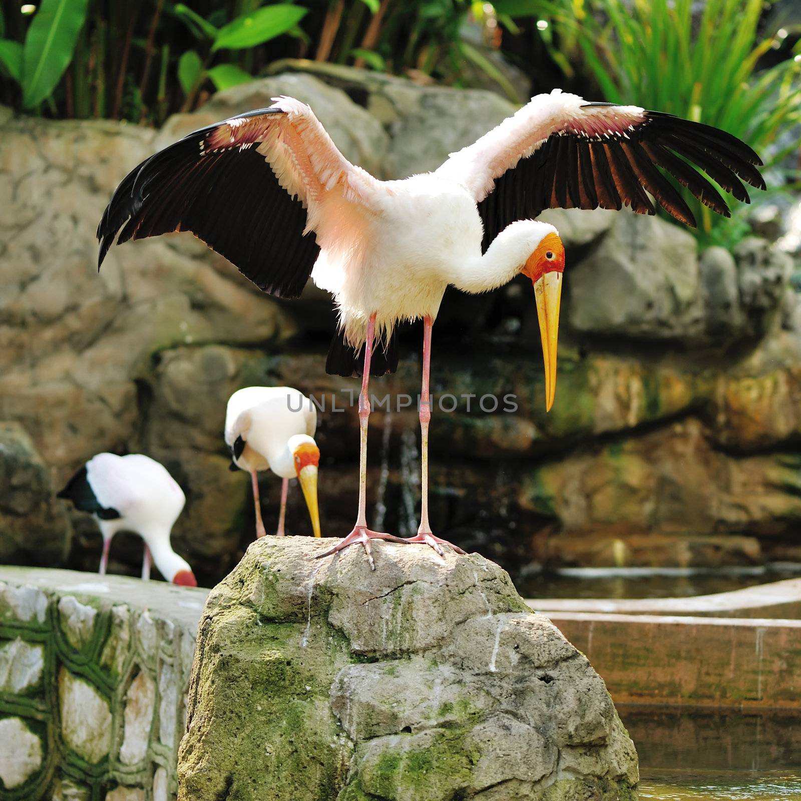 Stork bird close up