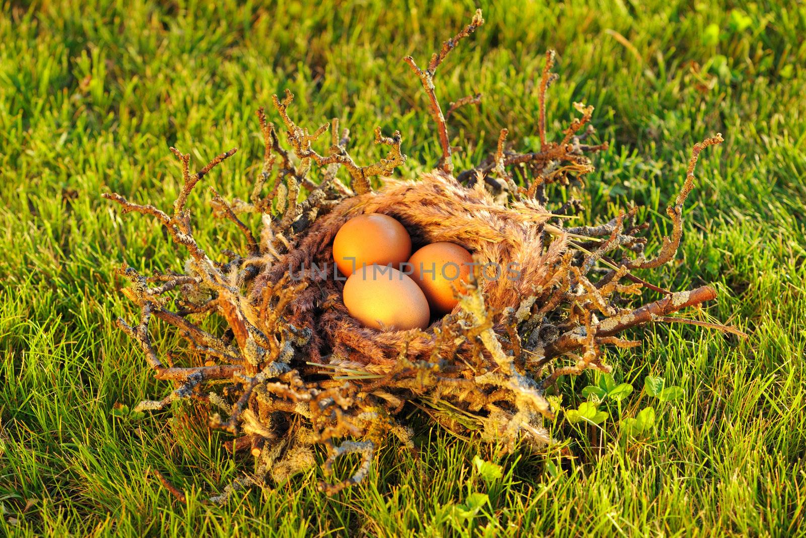 Bird nest with eggs in grass