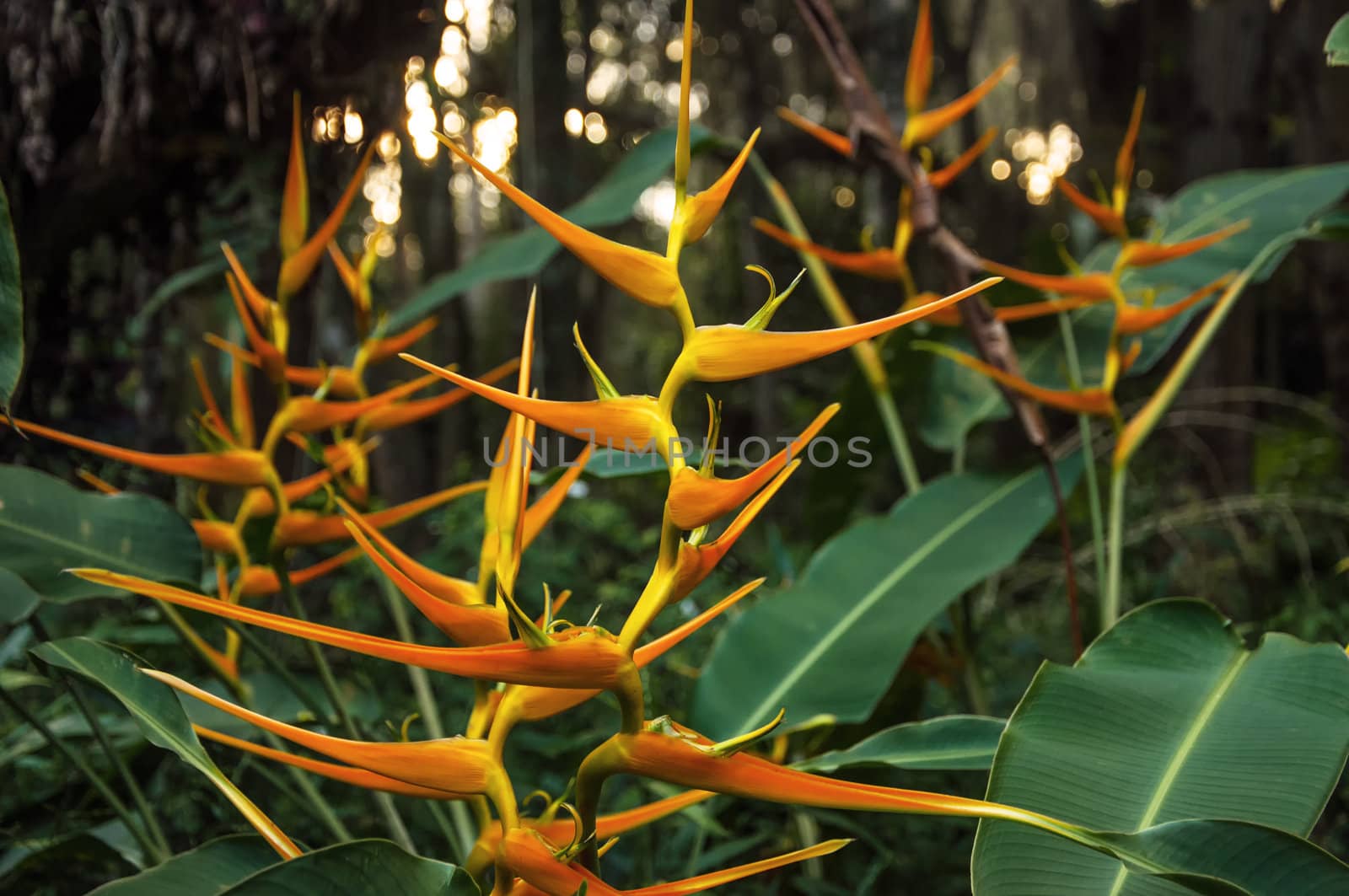 An orange heliconia flower in a forest in Colombia.