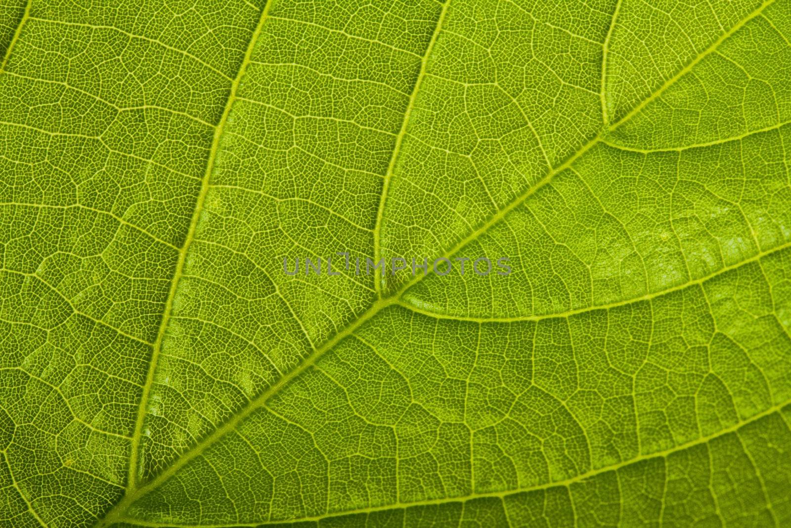 green leaf by Alekcey