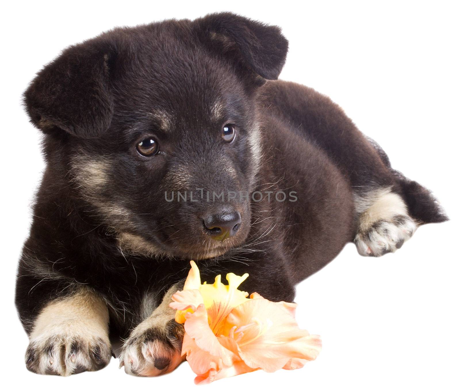 close-up puppy with flower, isolated on white