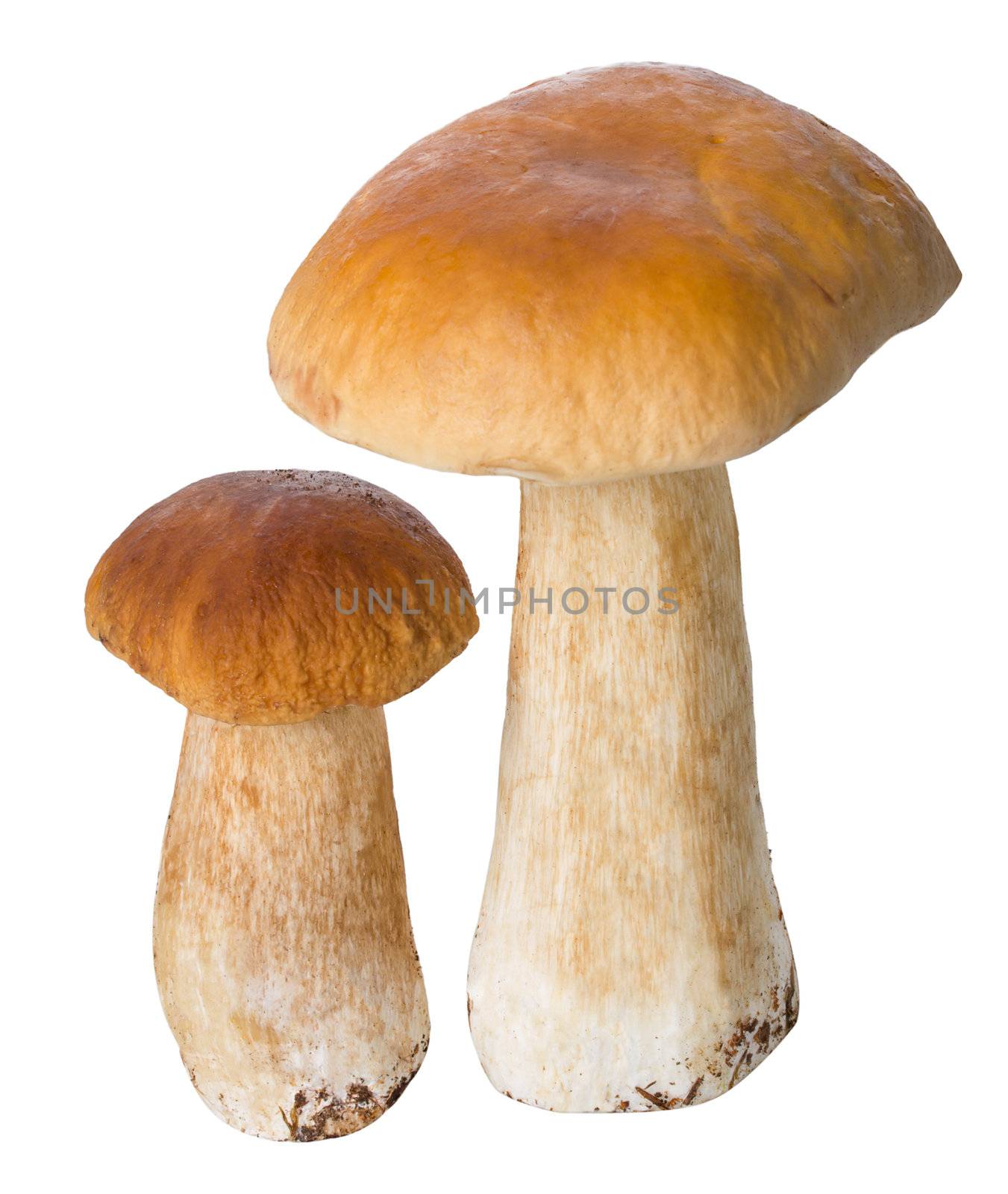 close-up two ceps, isolated on white 