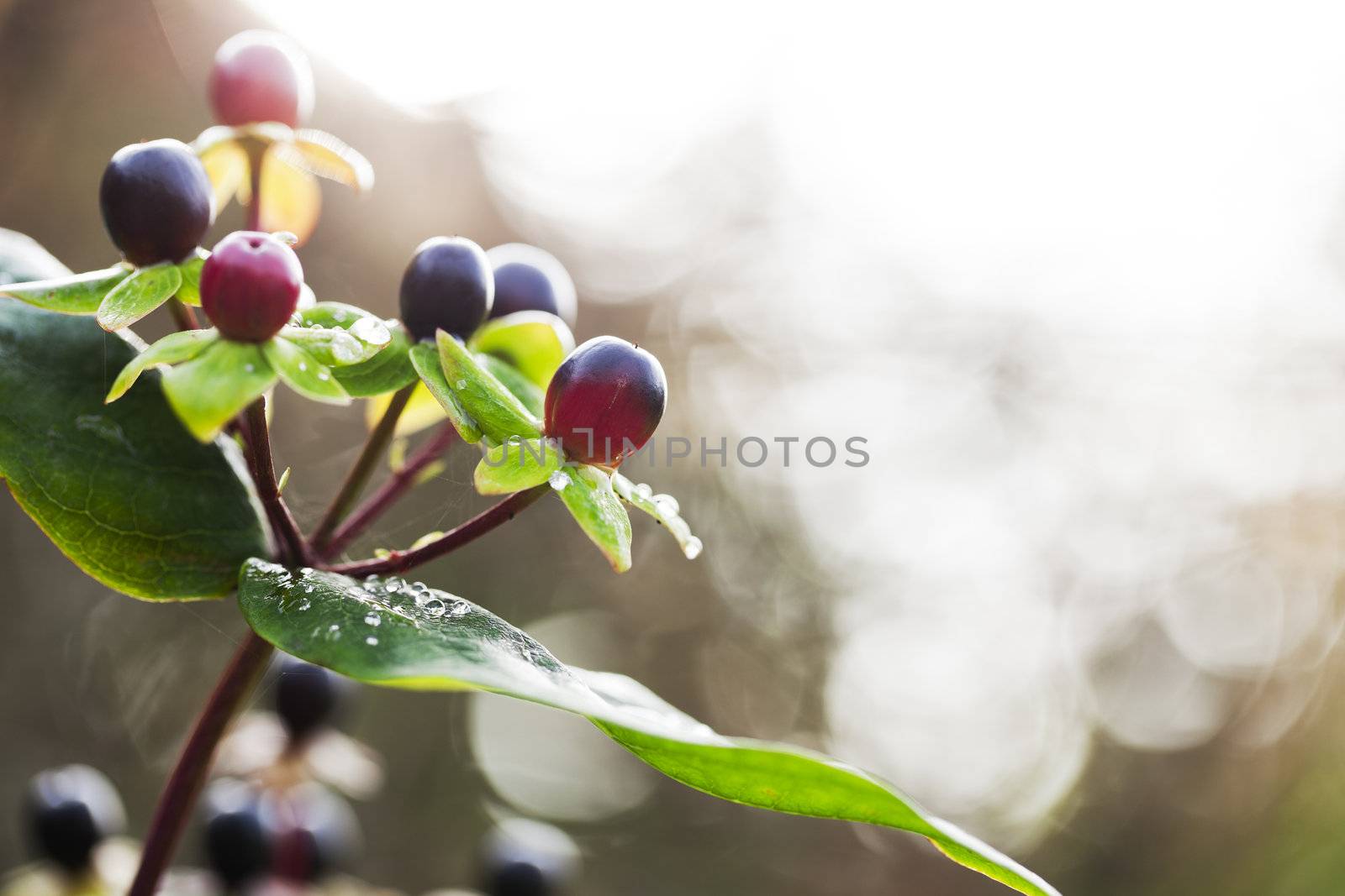 Autumn berries from St. John's Wort plant with shallow depth of field and background bokeh.